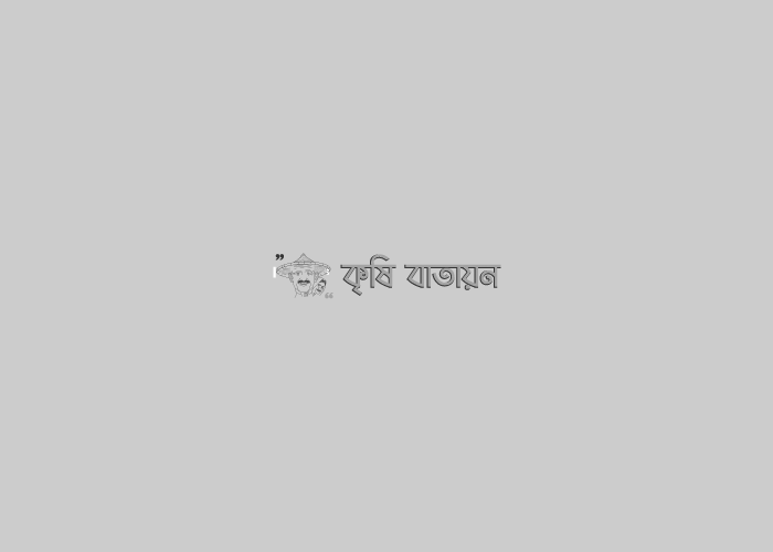 বাংলাদেশের সম্ভাবনাময় নয়া ফসল: কাসাভা