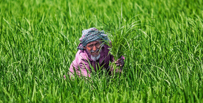 গ্রীষ্মকালীন টমেটো চাষে সফলতা